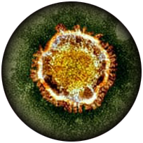 Powassan-Virus